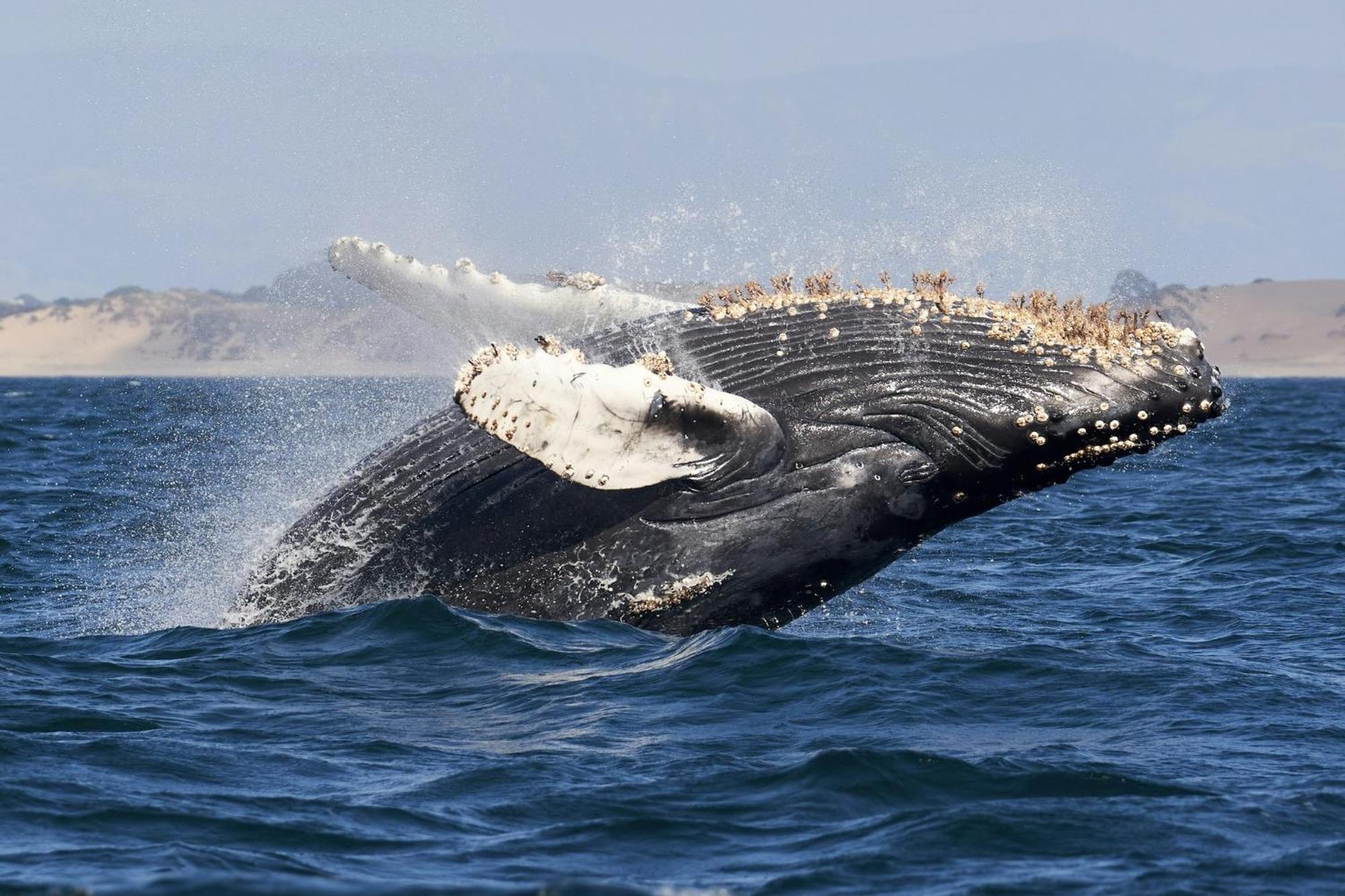 Holiday Inn Express At Monterey Bay By Ihg Seaside Exteriör bild